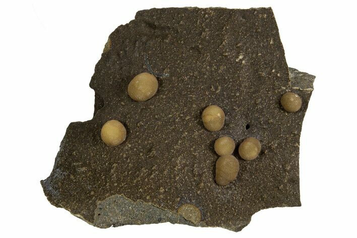 Globular Brown Calcite Formations on Basalt - Italy #325614